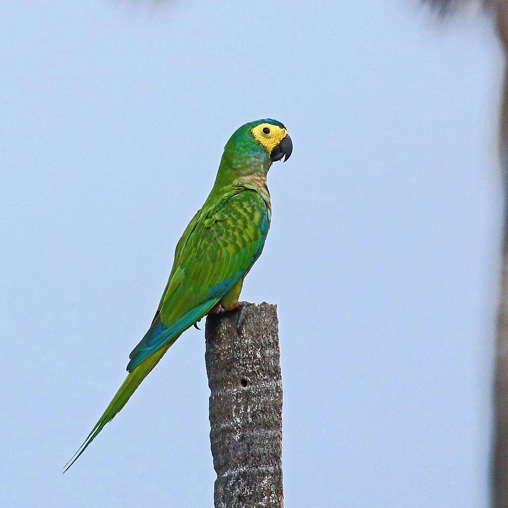🌈  🦜🐦