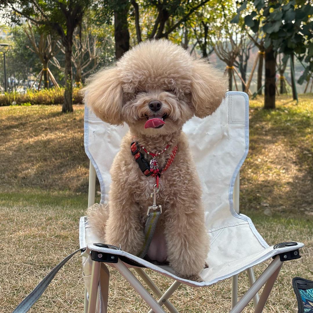 小小仙女