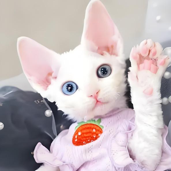 甜心德文卷毛猫猫舍