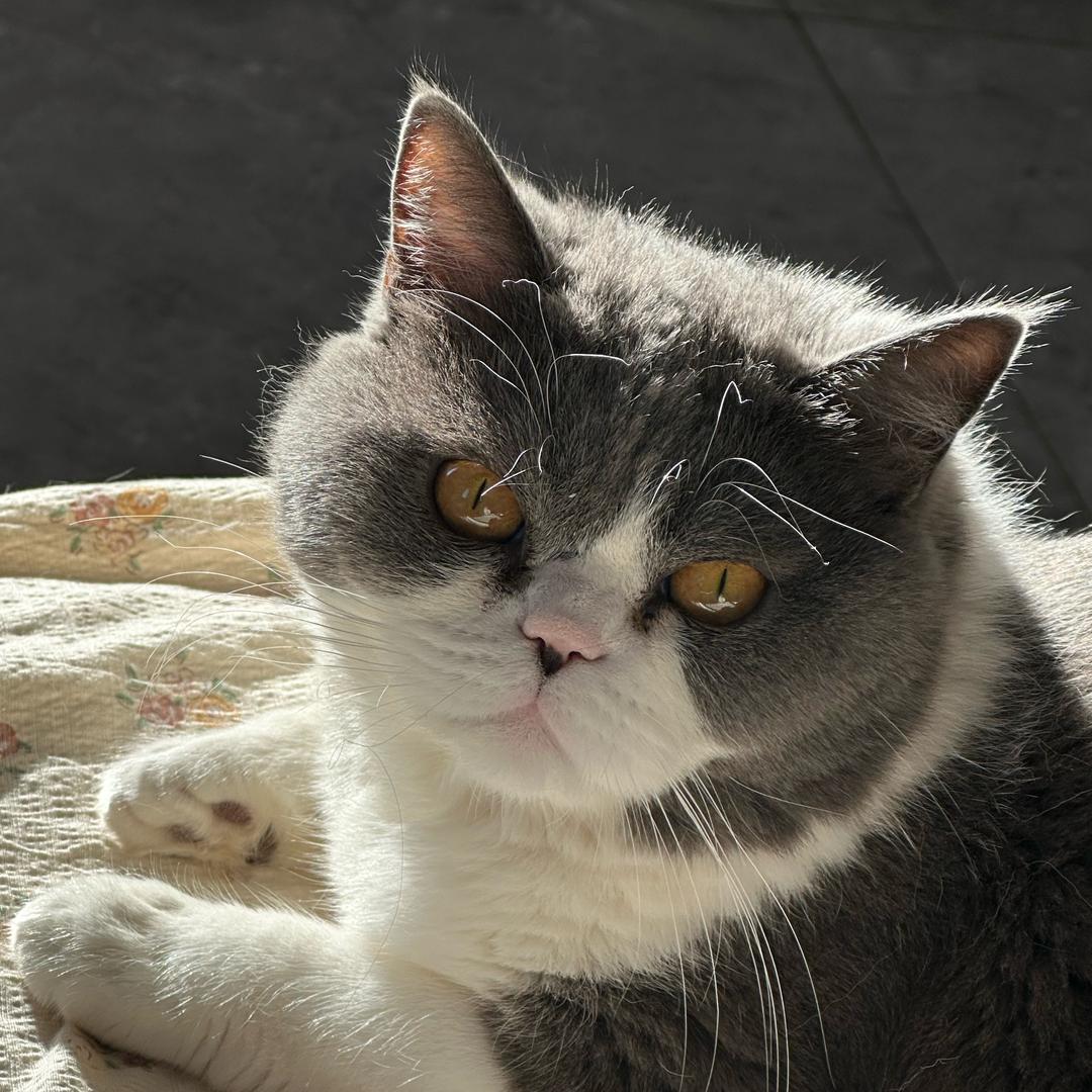 小猫茶