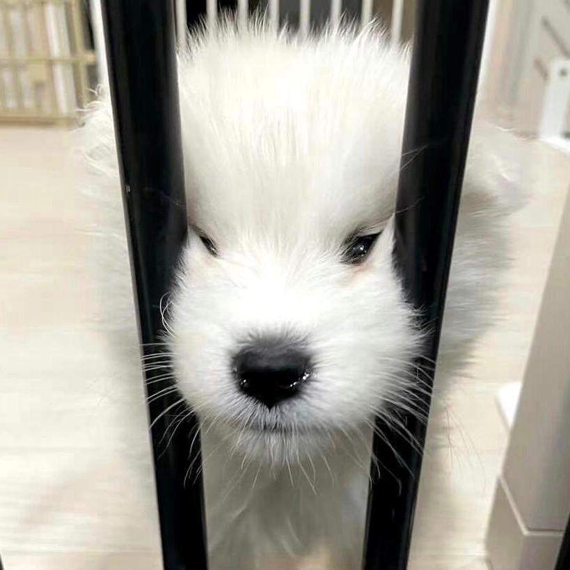 灌汤包.