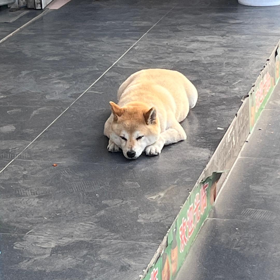 口袋大帅