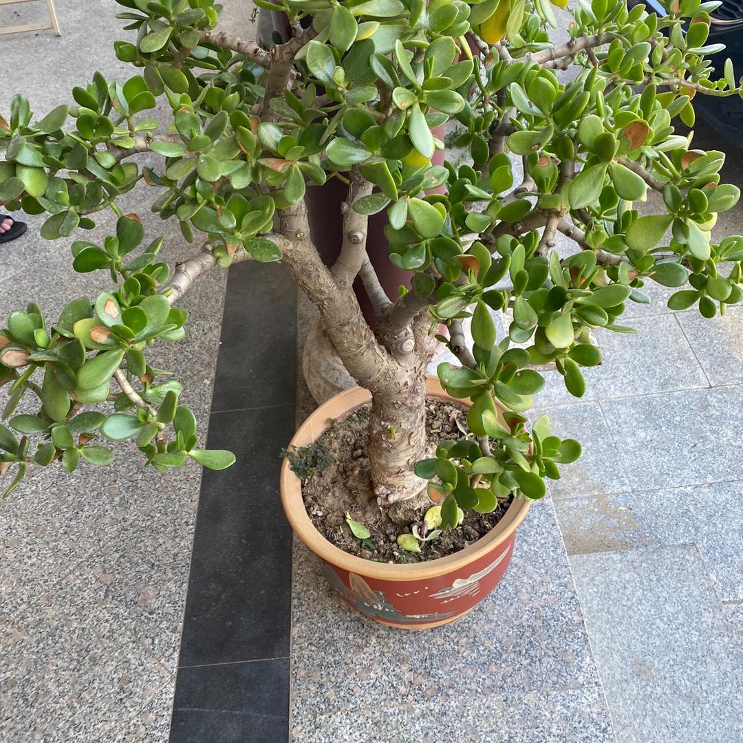 有钱男子汉；没钱汉子难