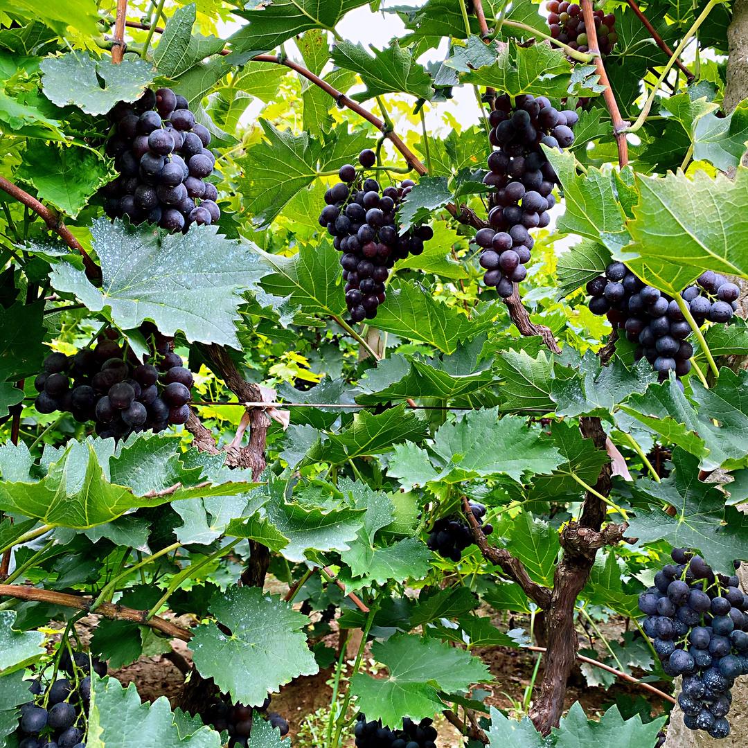 古迹铺玫瑰香葡萄A