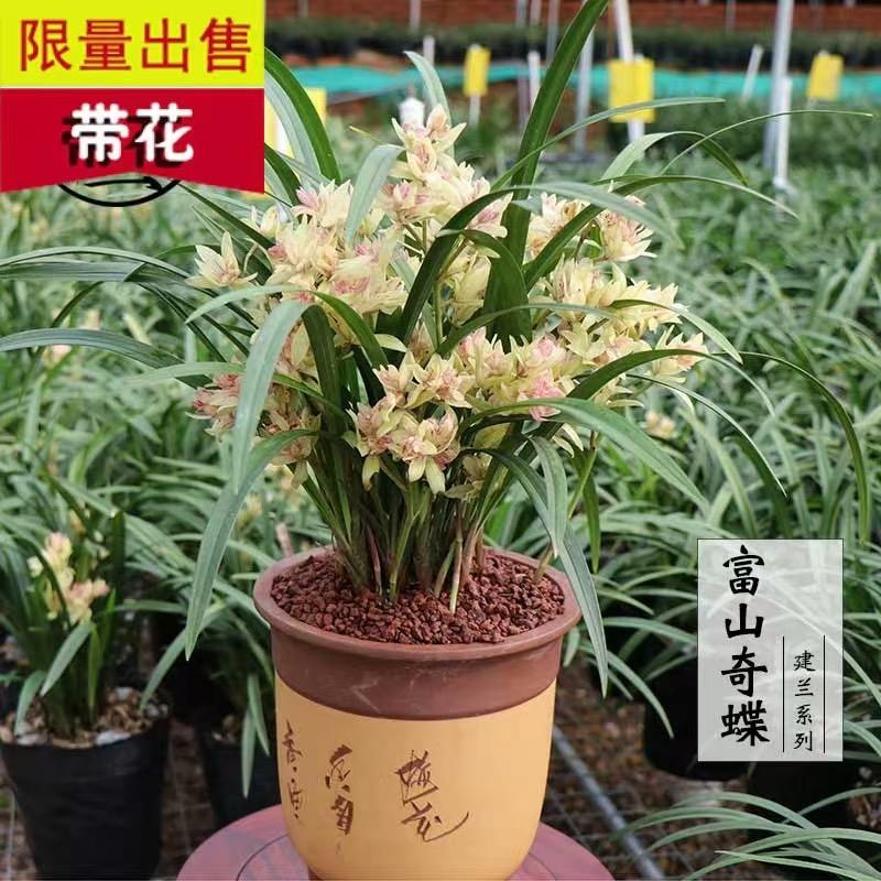 小丽花卉园