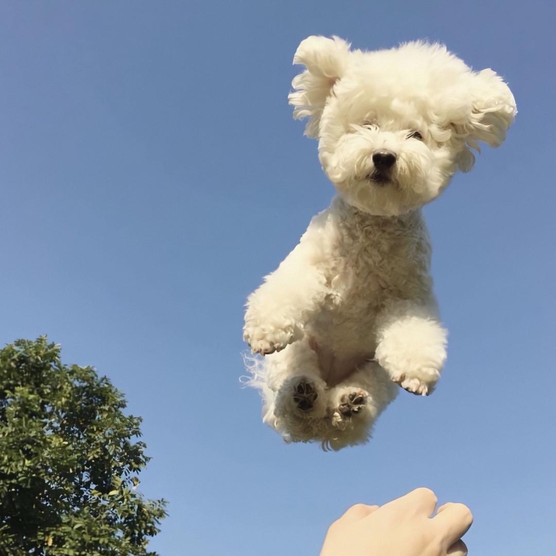 赵小白董董