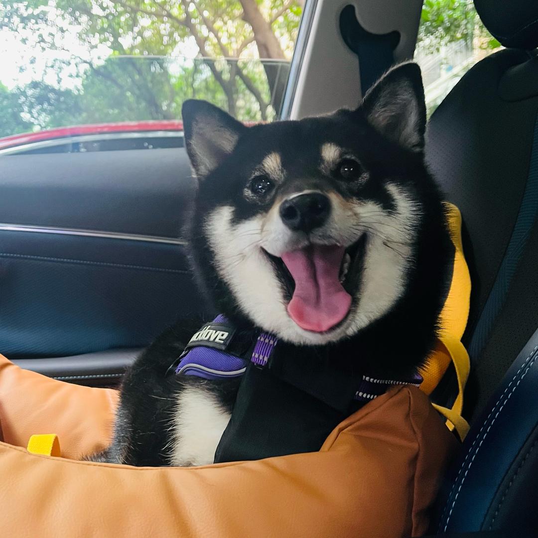 墨丸KenKen•柴🌸