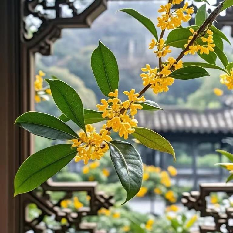 红沂