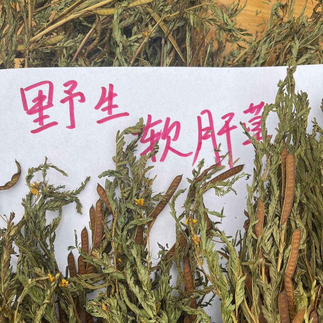 仙草歌