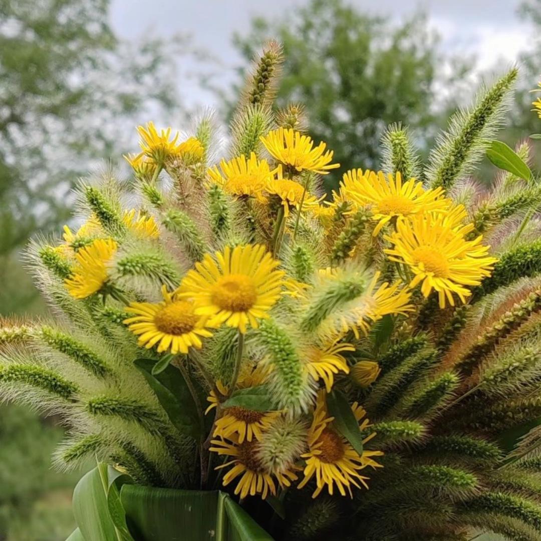 小屠🌻