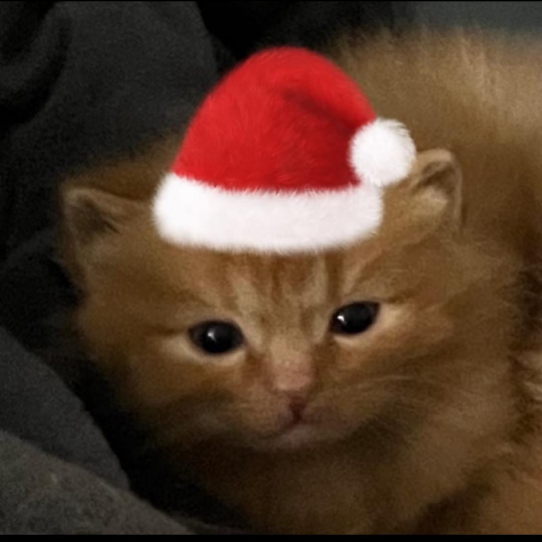 卢布朗咖啡猫