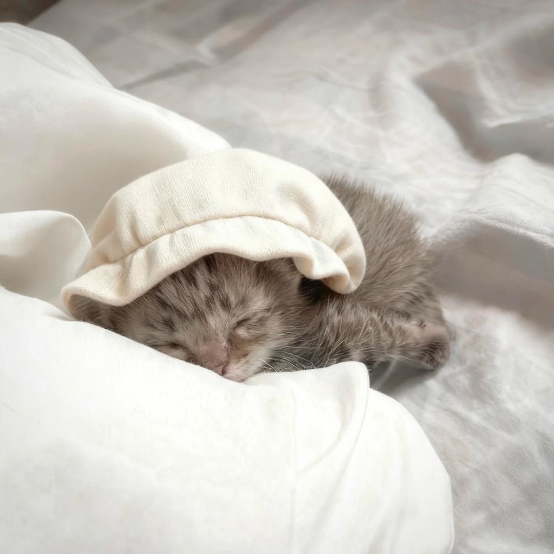椰椰猫妹