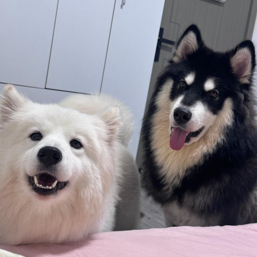墩墩喝酸奶🐩🐕‍🦺