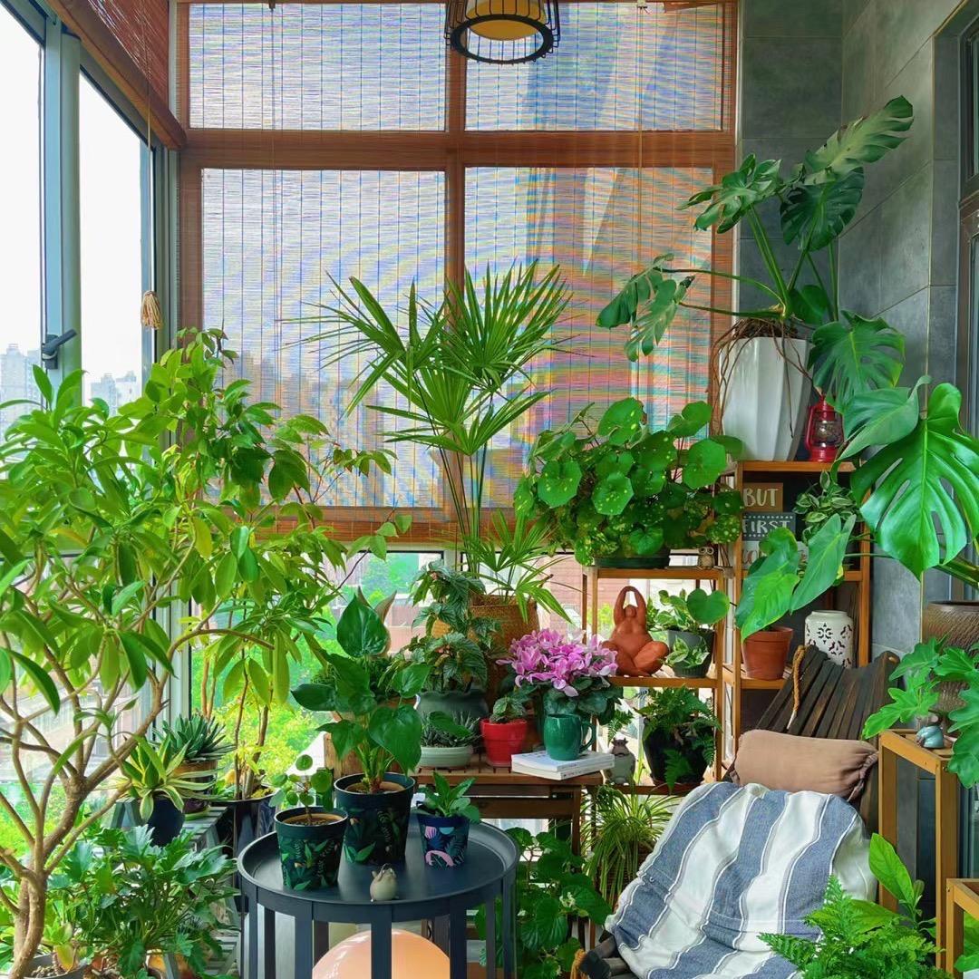 沐沐绿植