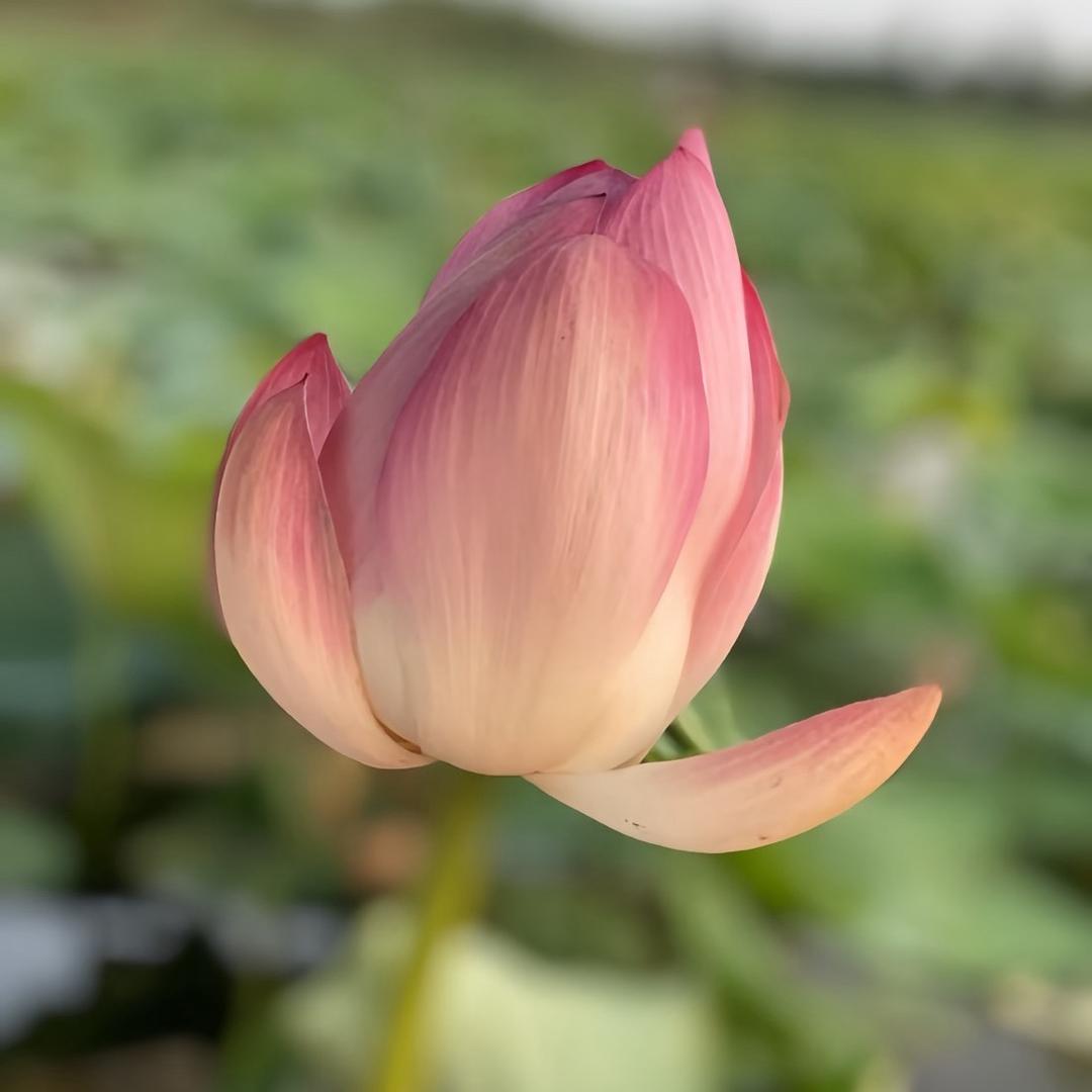 优优助老好物