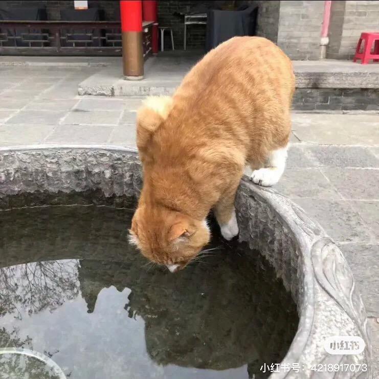 Q星