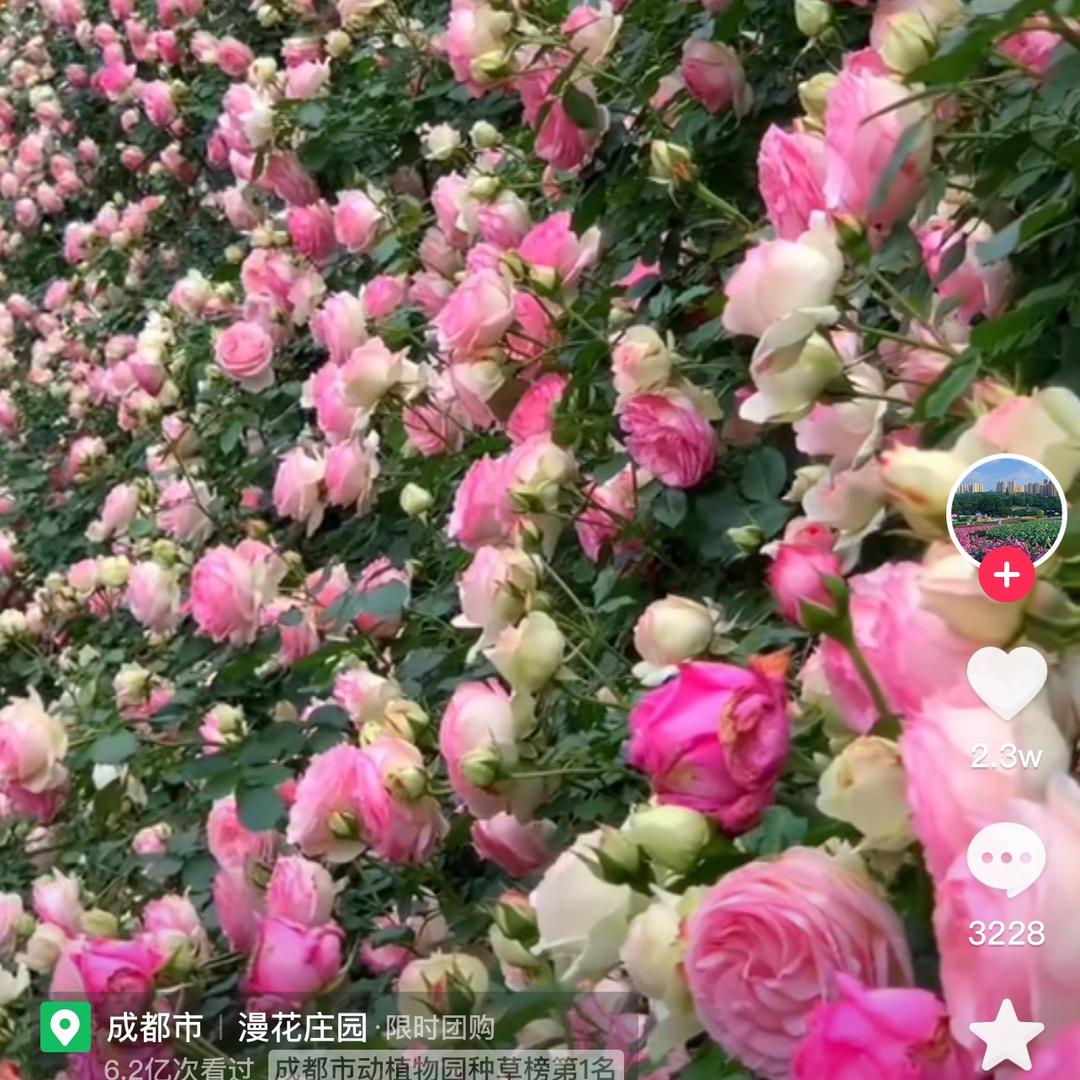 火凤凰