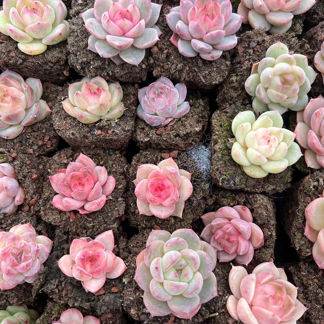 朋友家的多肉植物园艺