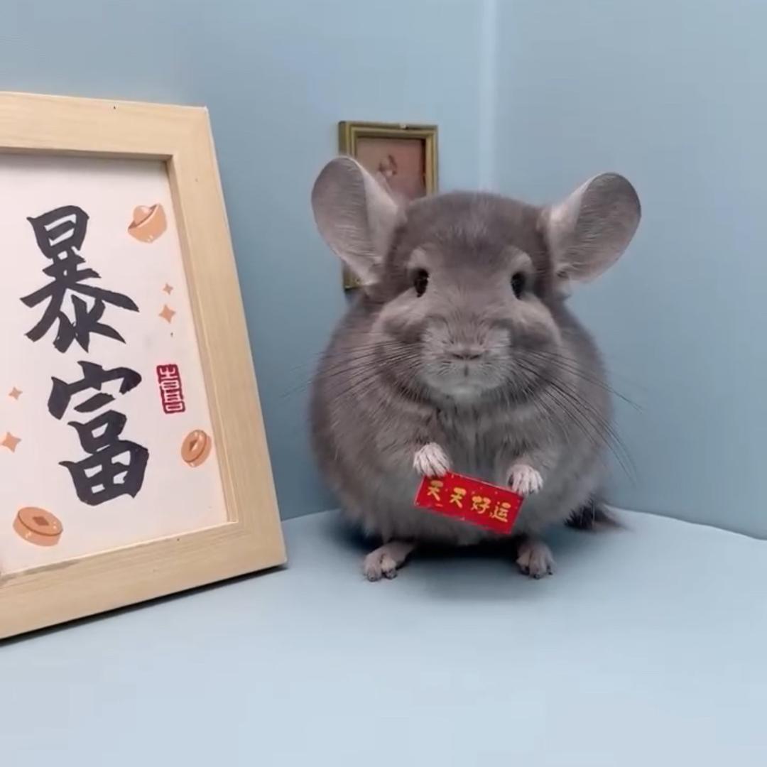 ❧加菲是龙猫 ❧⁵²⁰
