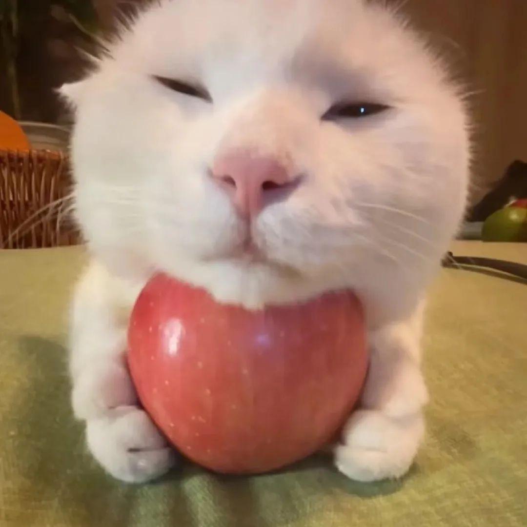 莫慌牛牛妹
