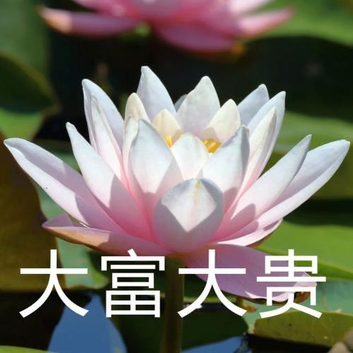 拈花弄月