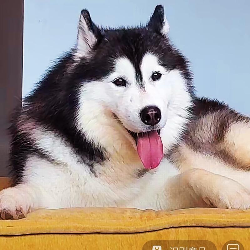 嘻哈不拆直播切片