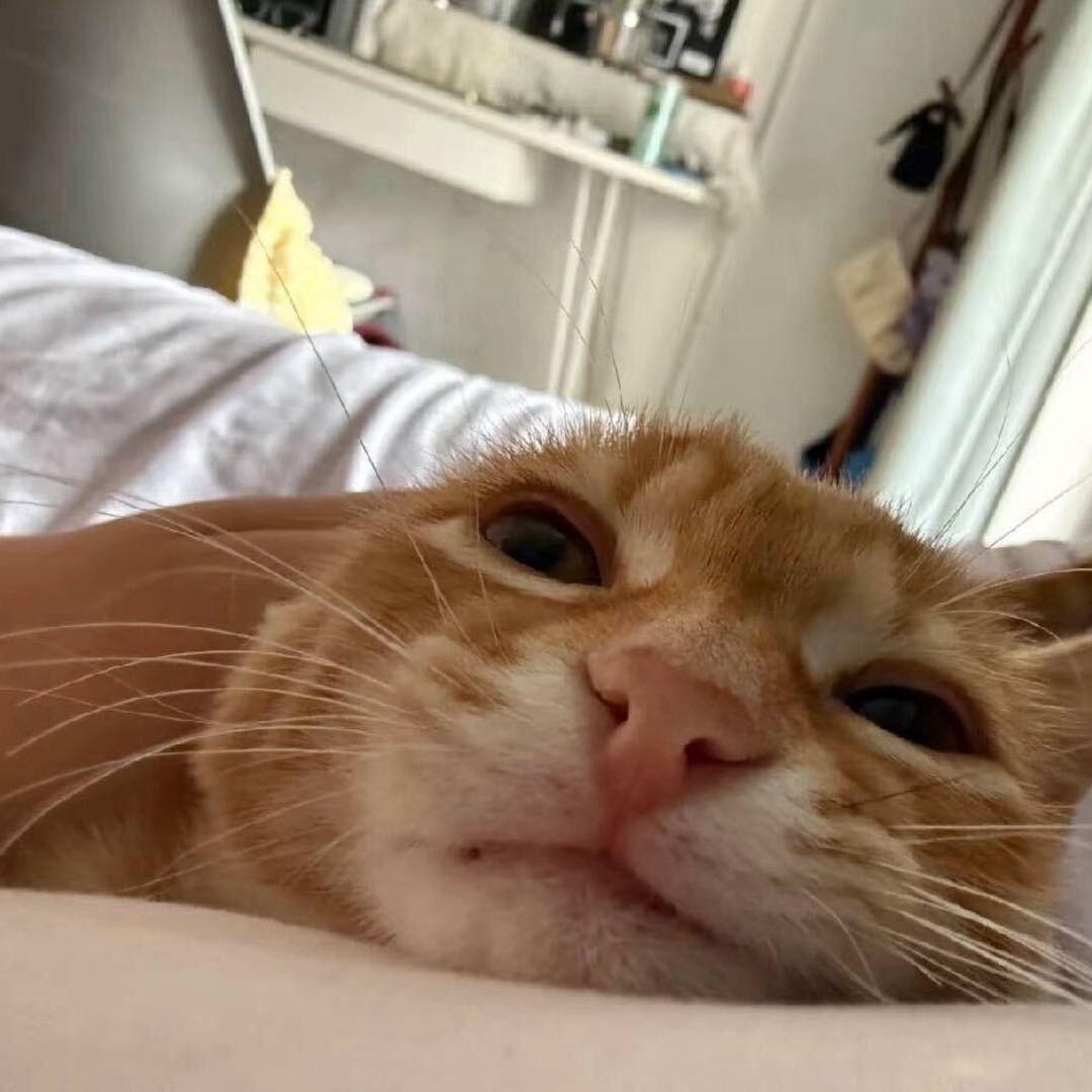 纯情大母猴