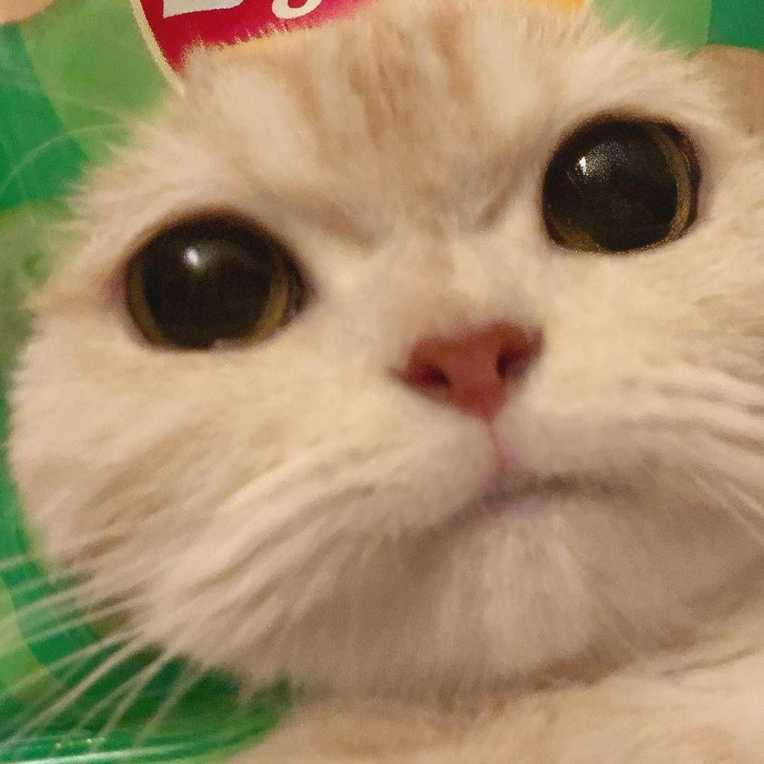 豌豆尖