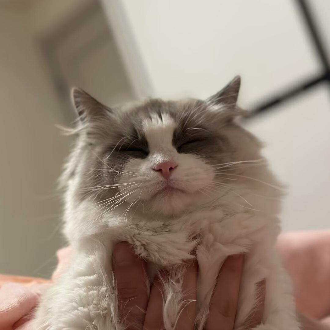 可L🐱