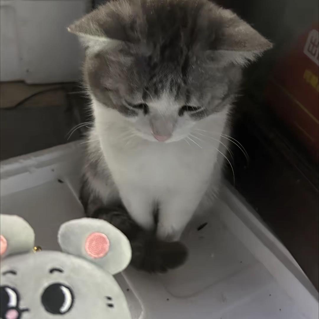 猫耳
