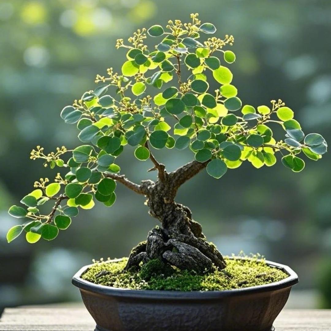山鬼