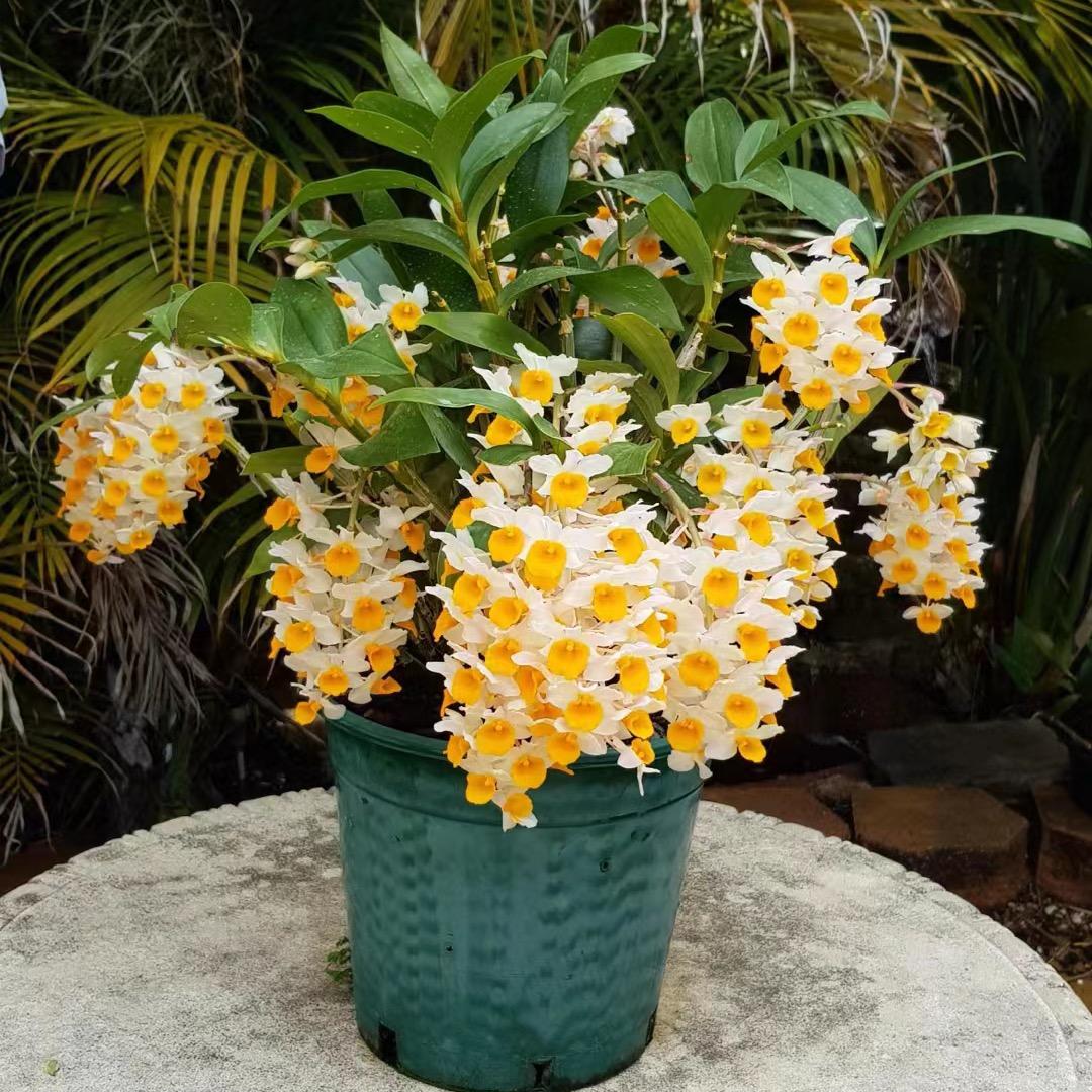 美丽花卉店