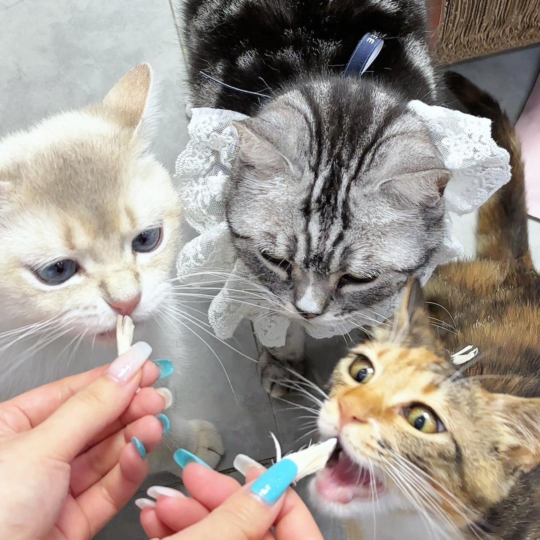Mila的养崽生活🐈