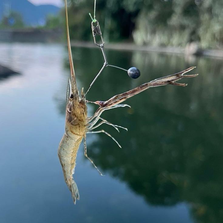 小何钓虾🦐
