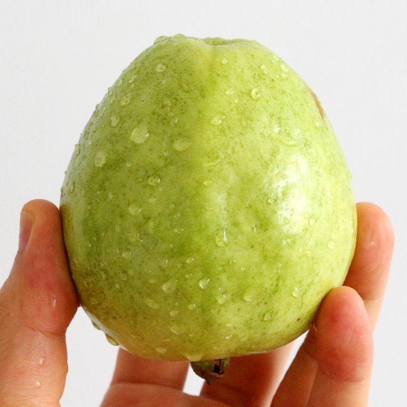 爱吃芭乐的小黄同学