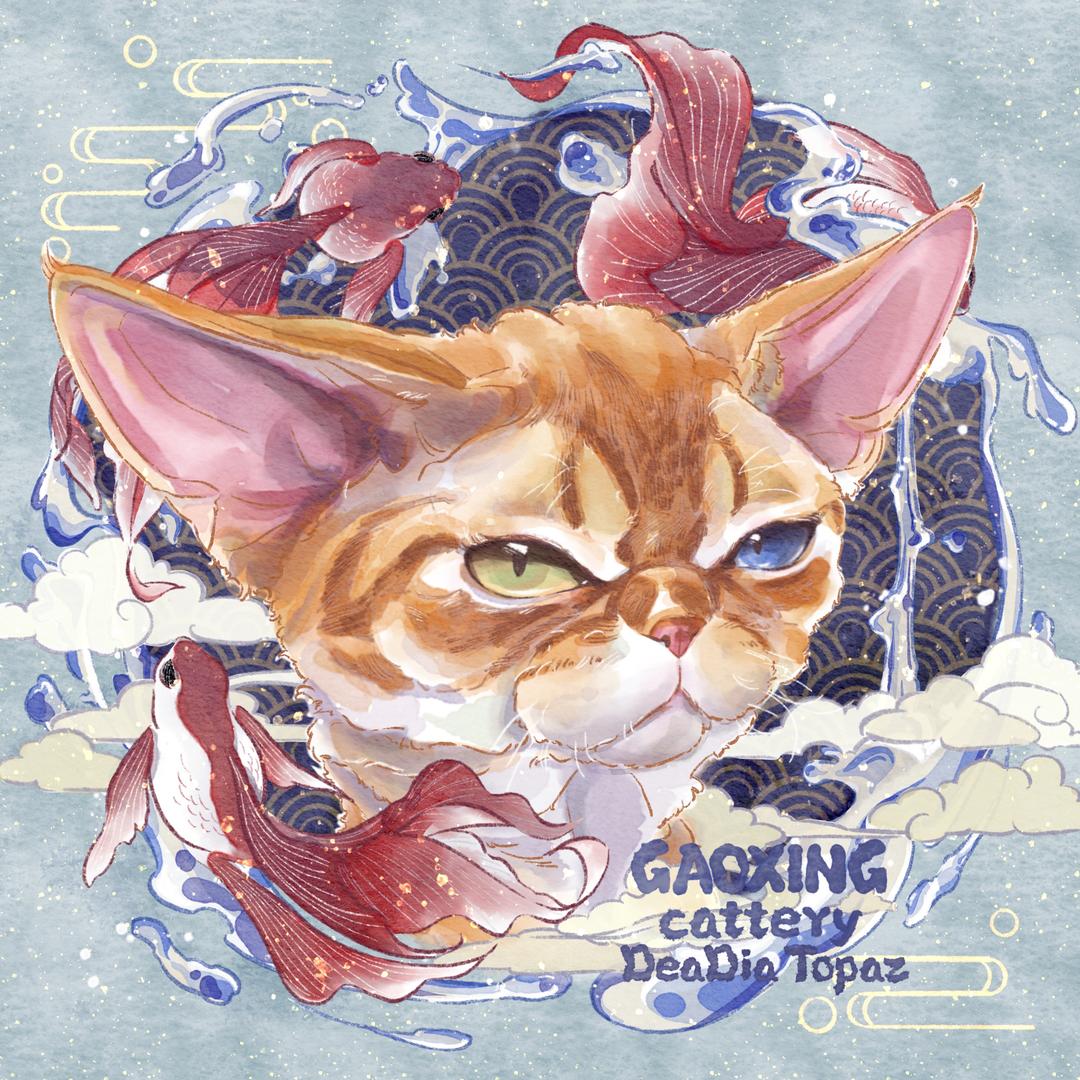 GAOXING德文卷毛猫