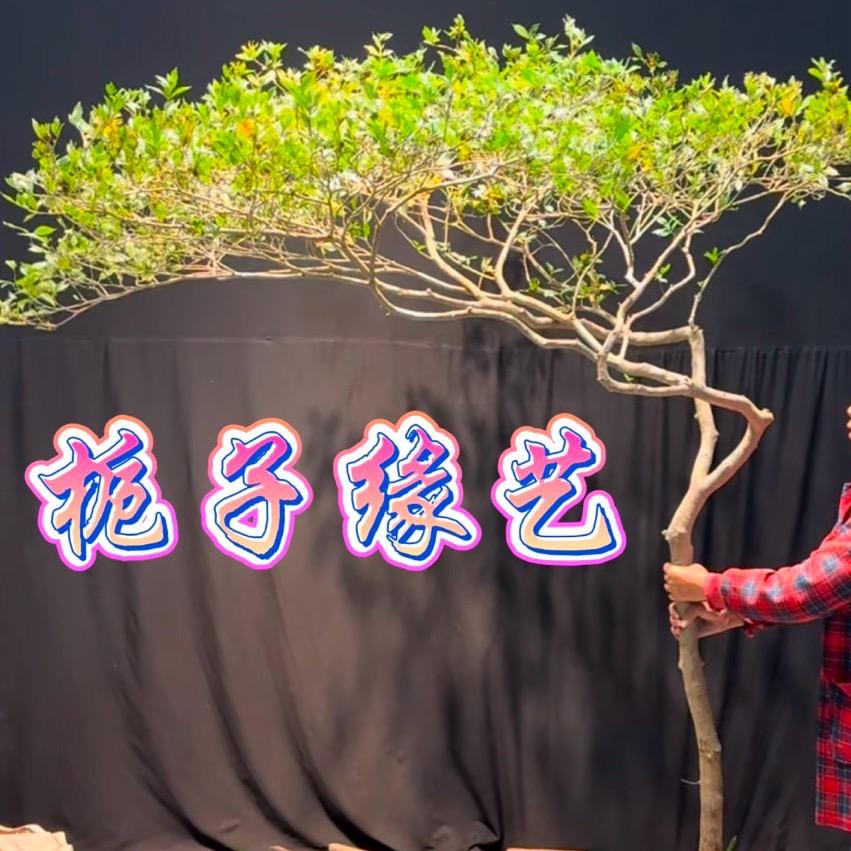 栀子缘艺