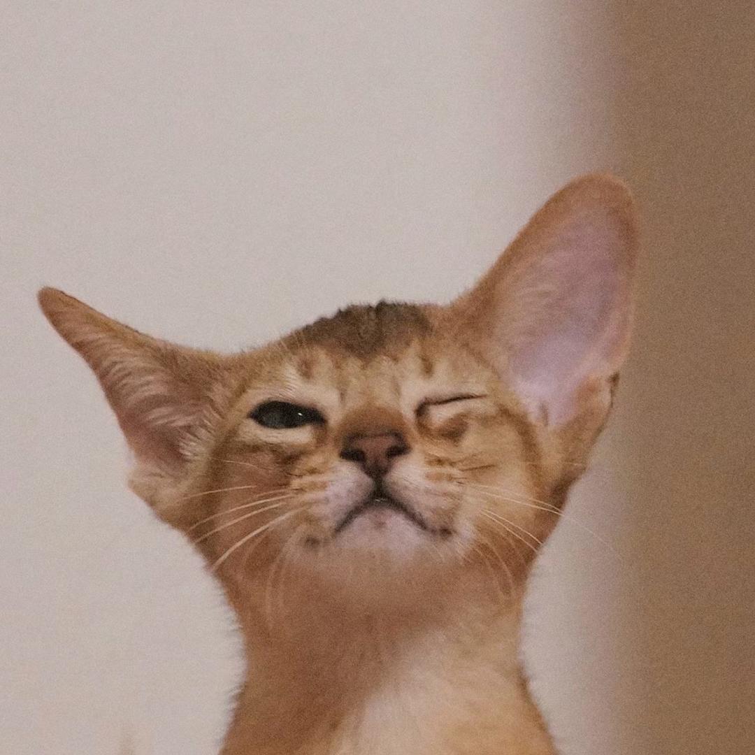 南瓜南瓜🎃