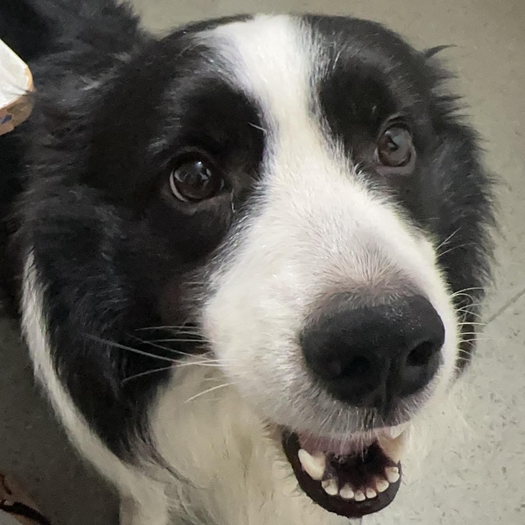 六福只吃了一碗粉