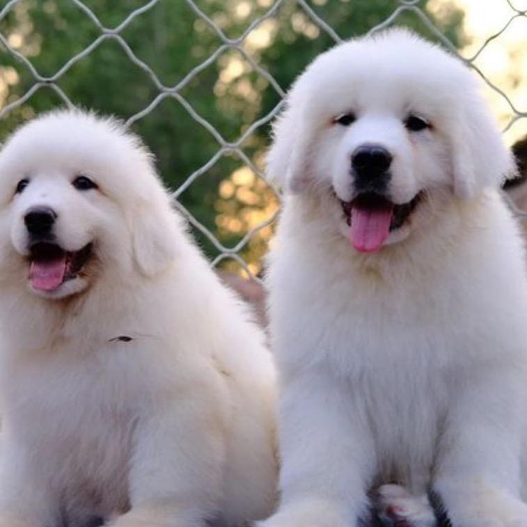 顺子家大白熊萨摩耶