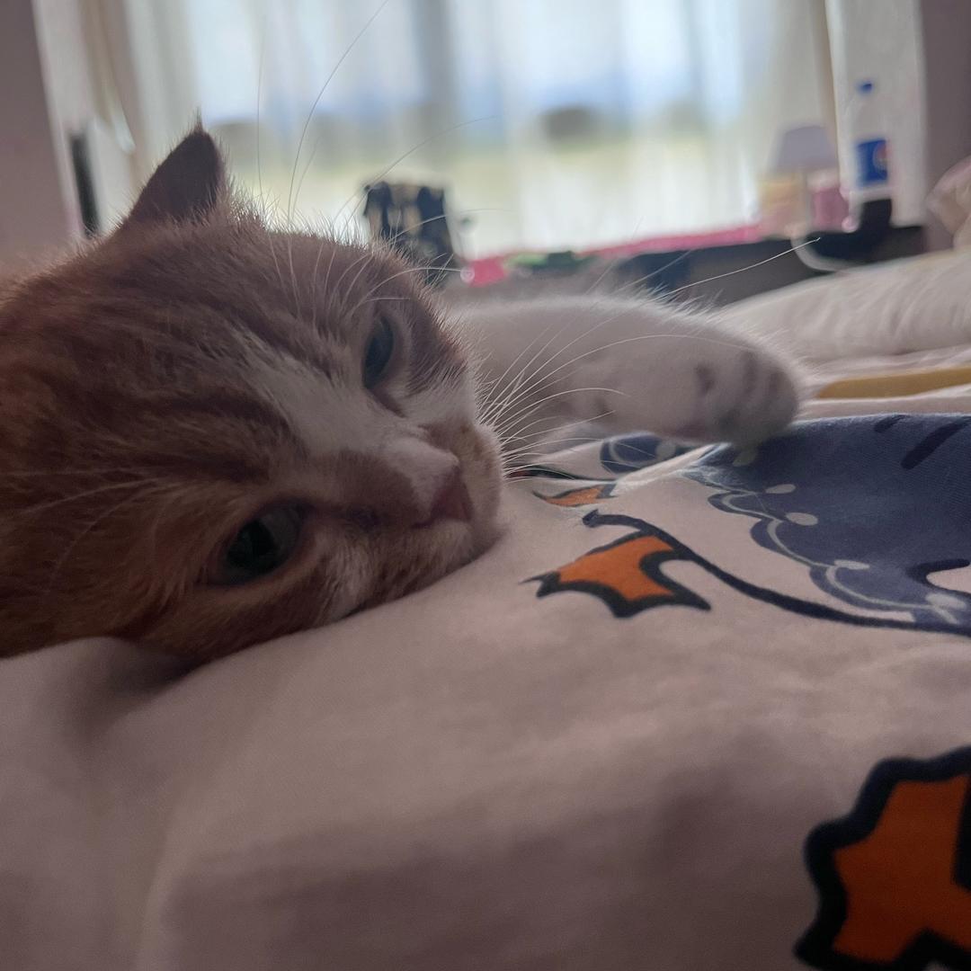 鸭