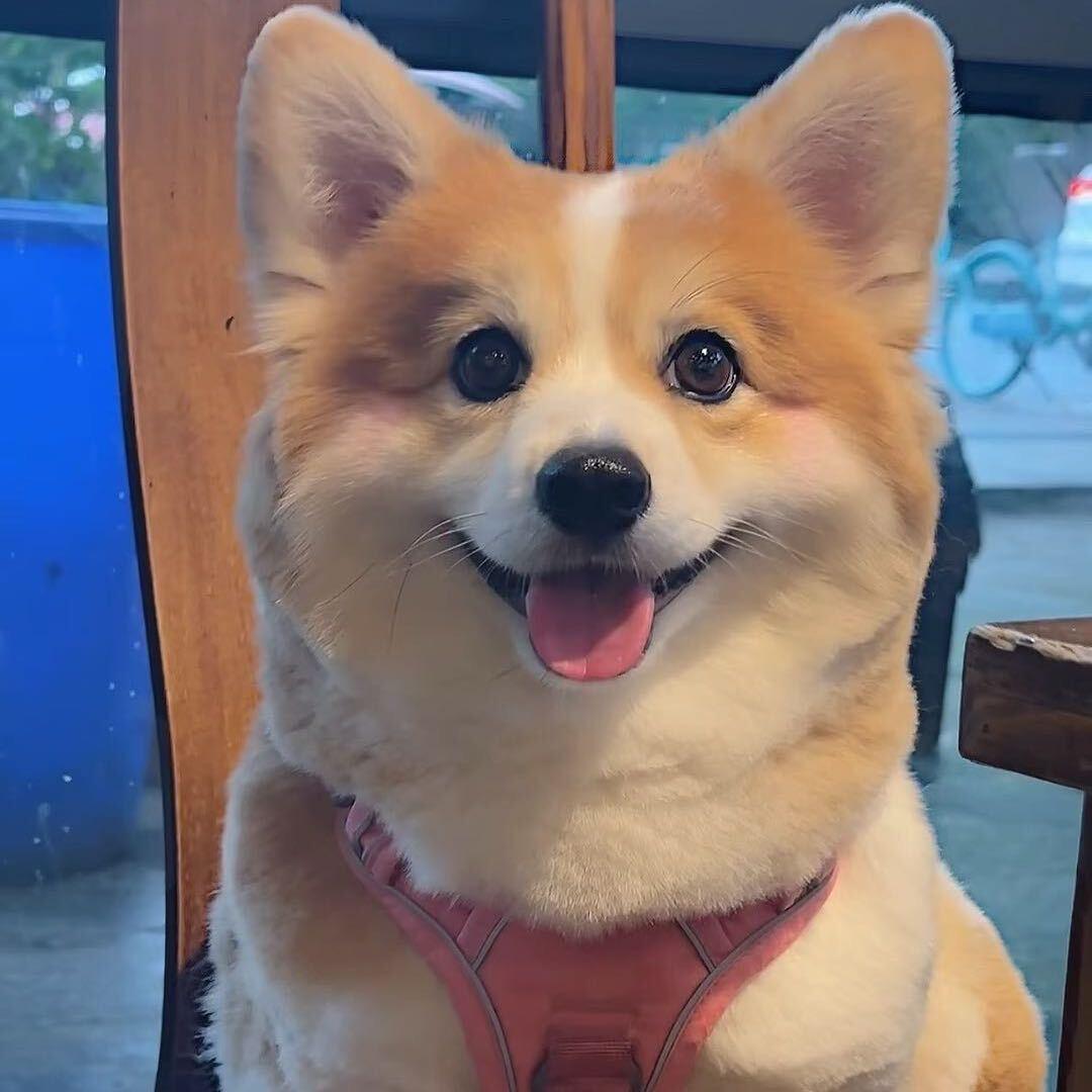 小雷家精品柯基大队