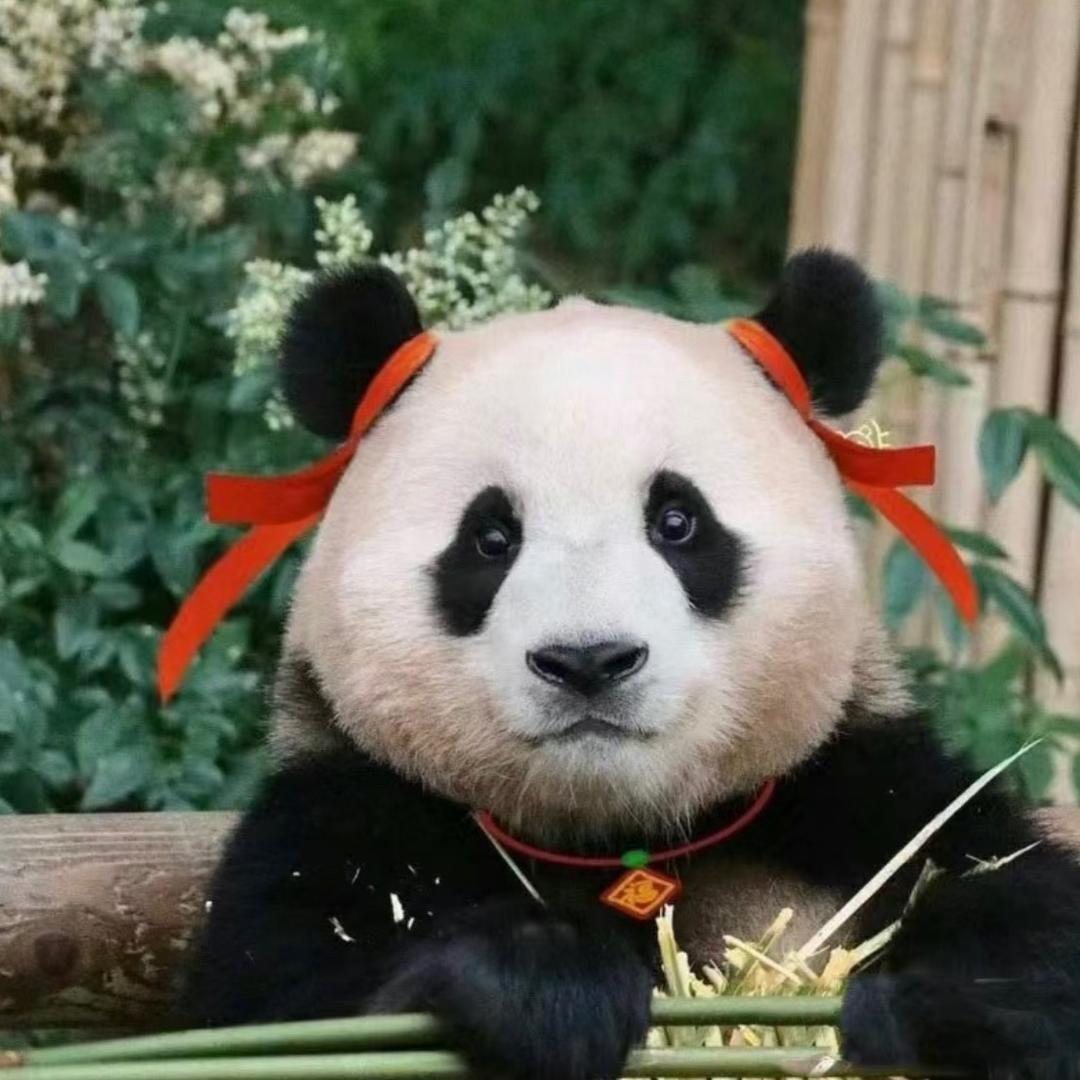 福宝呀~