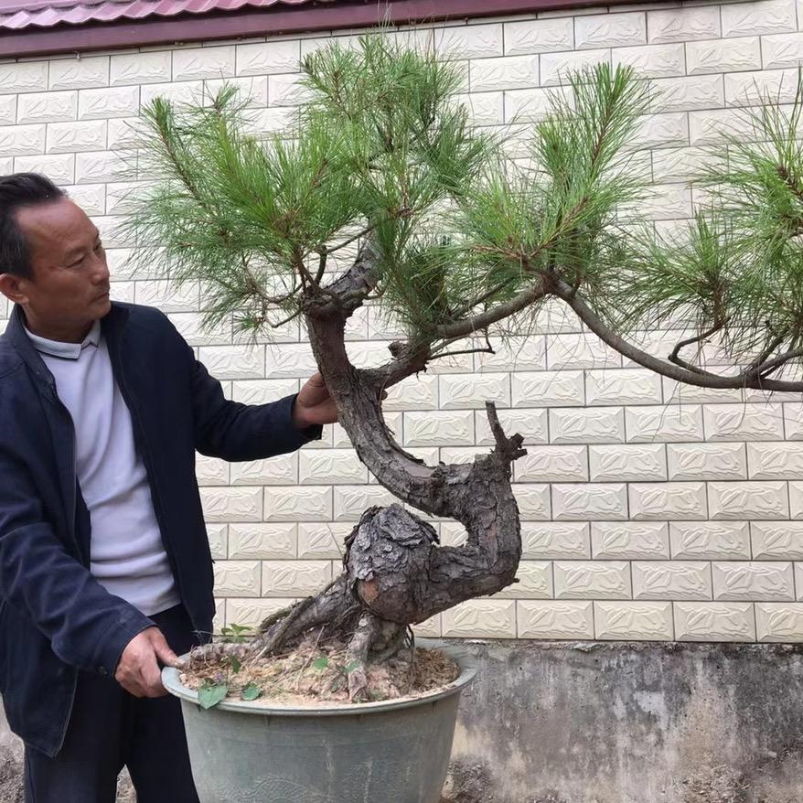 豪杰松园