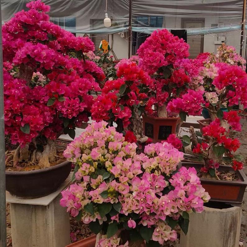 花千语三角梅基地