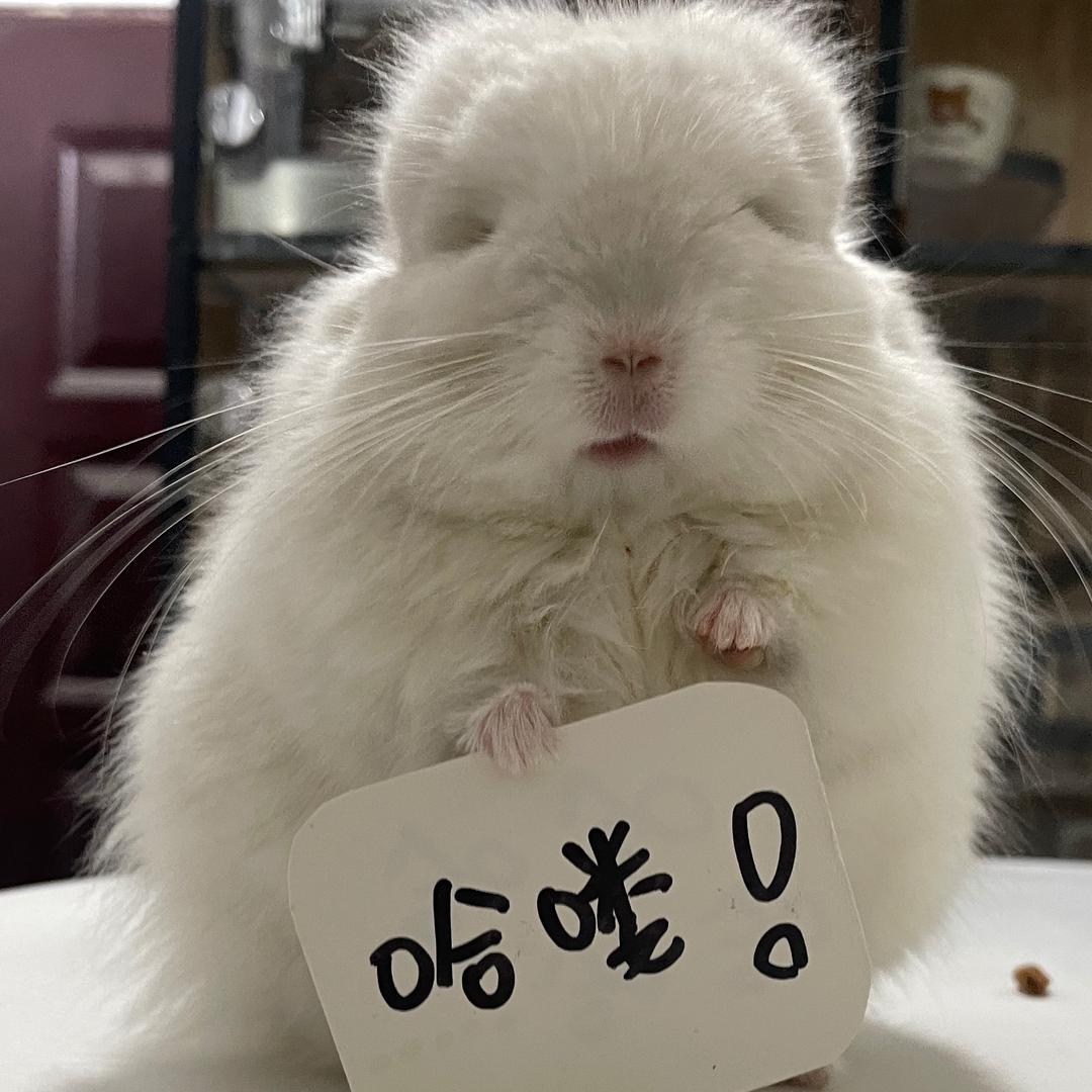 南宁市芝麻家龙猫异宠联盟龙猫直播号