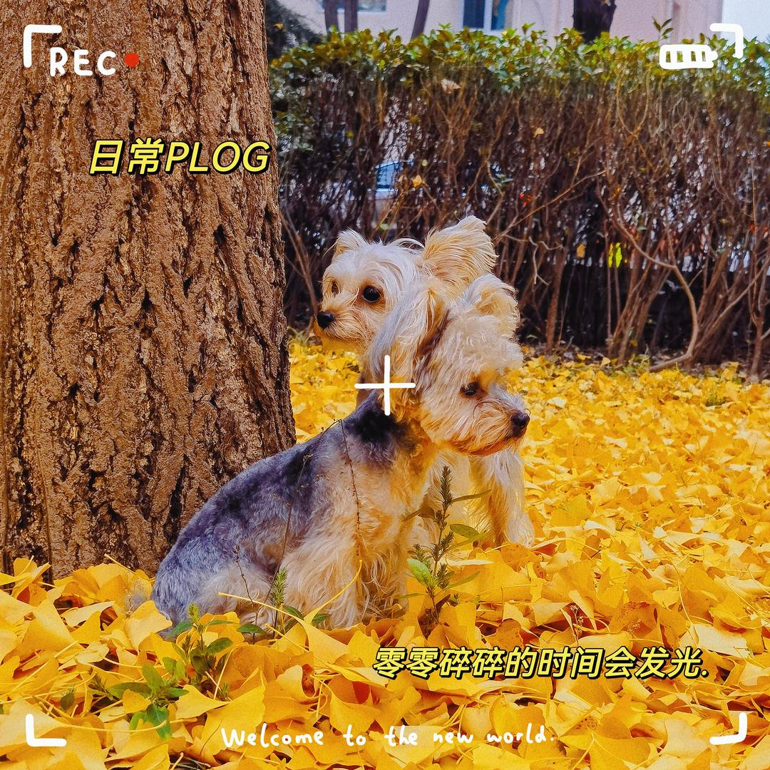 双申萌主·布丁&奶酪