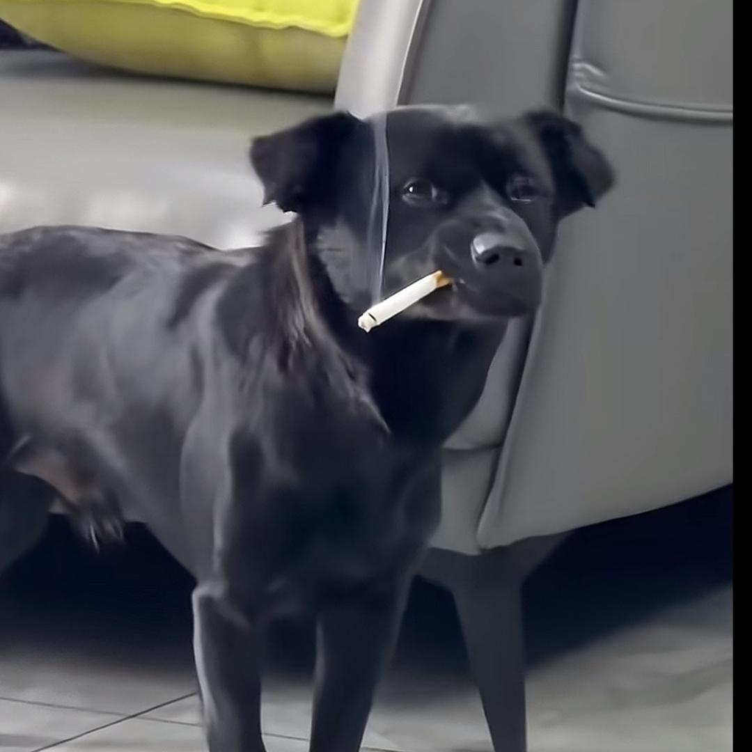 王亚奇