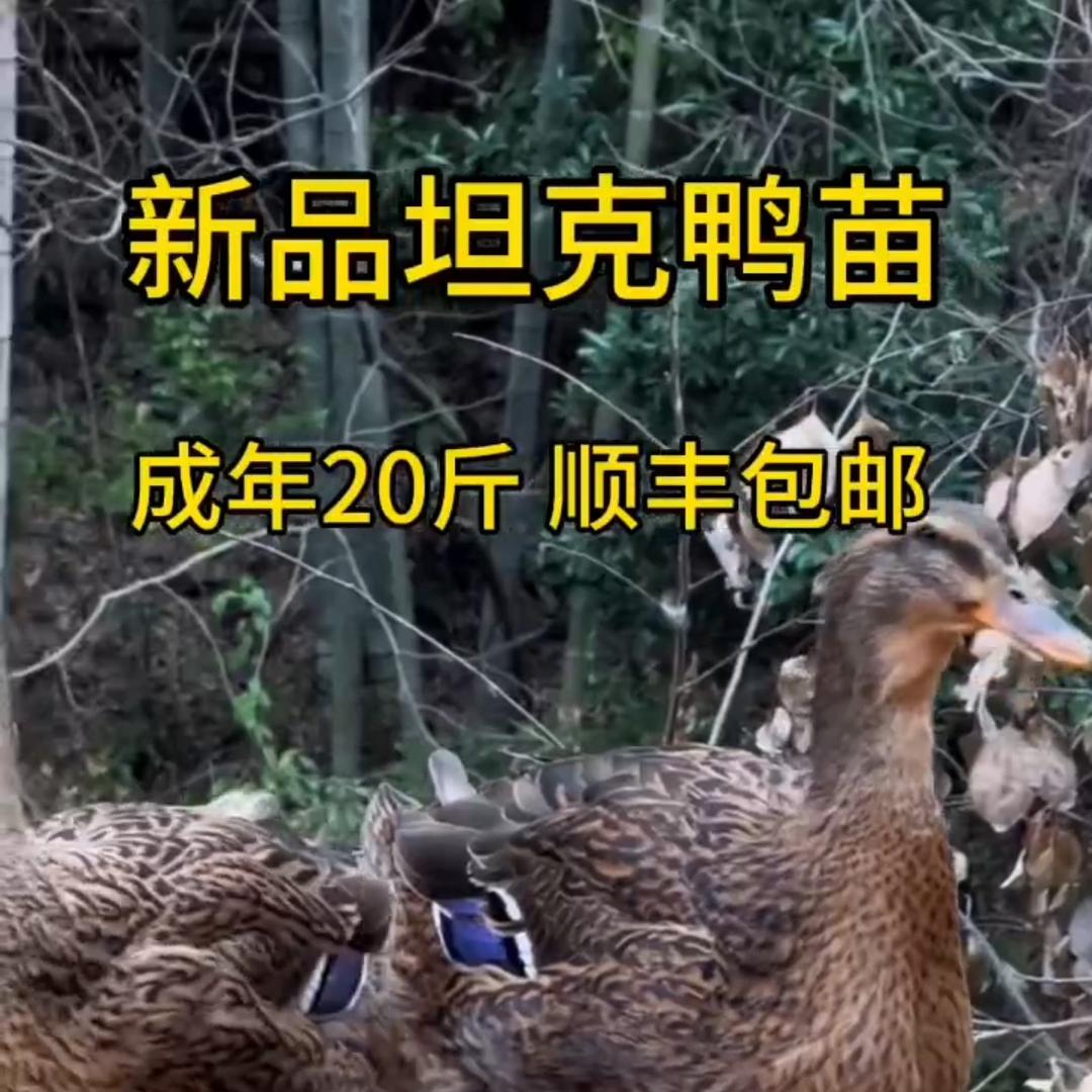 洋洋孵化基地