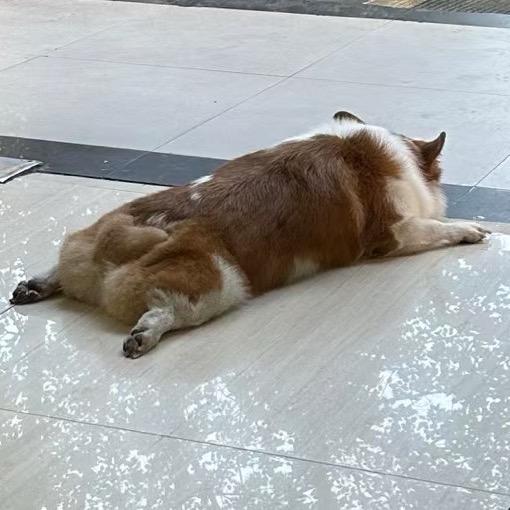 🐱喵汪上门头喂员🐶